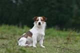 JACK RUSSEL 211